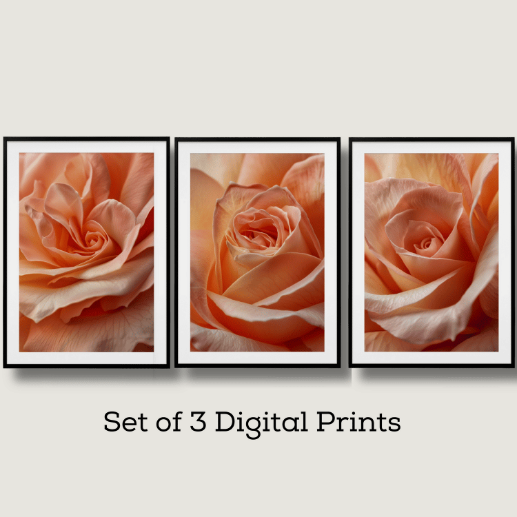 Radiant Peach Rose Digital Art Set