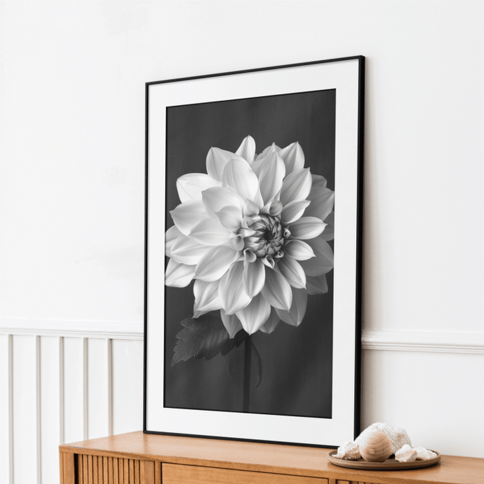 Dahlia Flower Original Drawing Art Prints Drawing by Vics