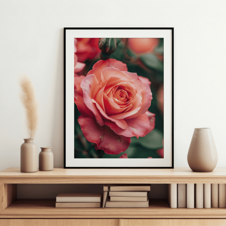 Blushing Pink Rose Digital Art Set