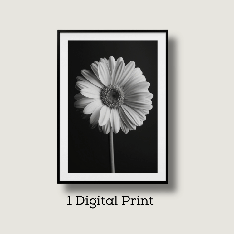 Black and White Gerbera Daisy Digital Art Print