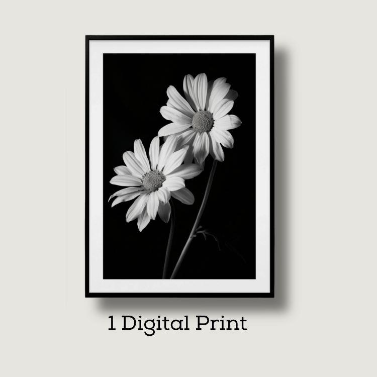 Black and White Daisy Pair Digital Art Print