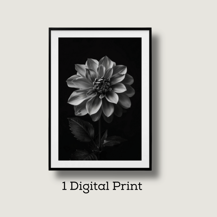 Monochrome Dahlia Digital Art Print