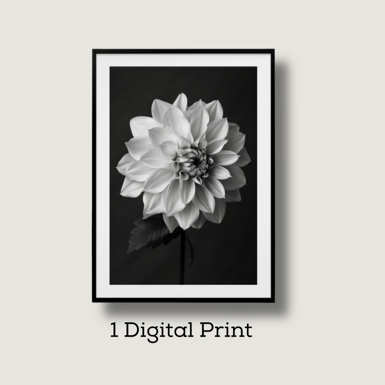 Black and White Dahlia Digital Art Print