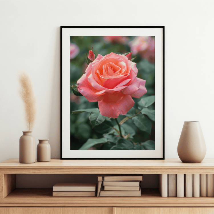 Blushing Pink Rose Digital Art Set