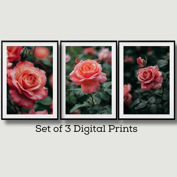 Blushing Pink Rose Digital Art Set