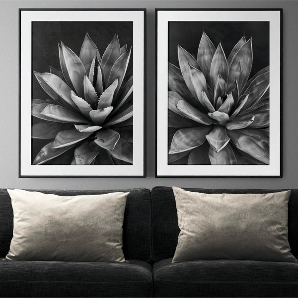 Black and White Succulent Digital Art Set