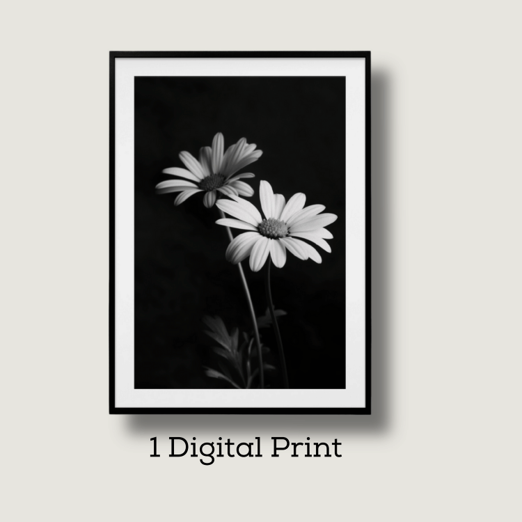 Black and White Daisy Digital Art Print