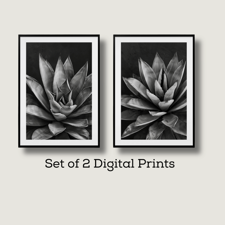 Black and White Succulent Digital Art Set