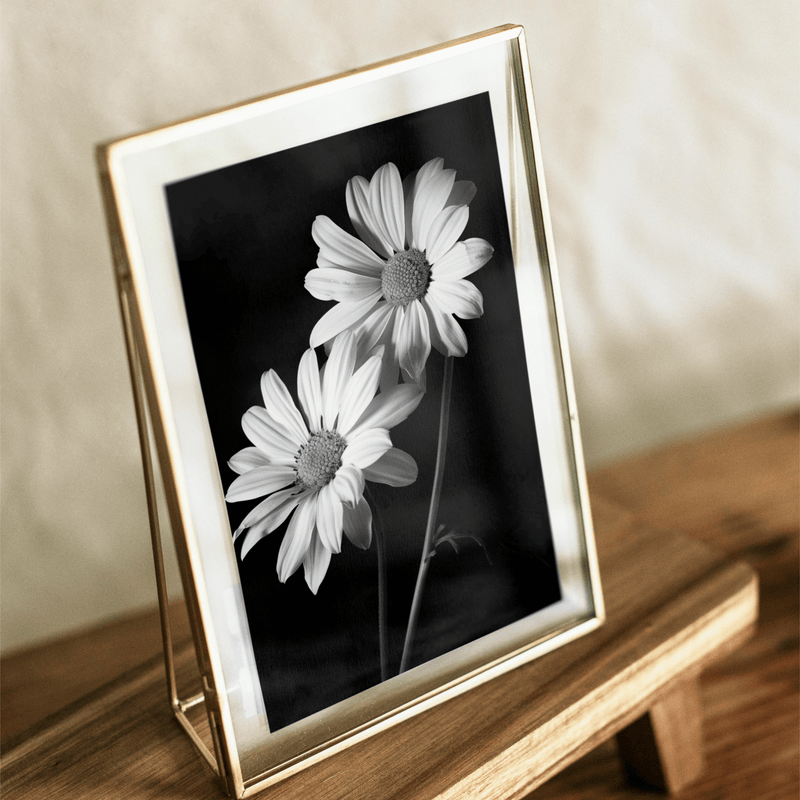 Black and White Daisy Pair Digital Art Print